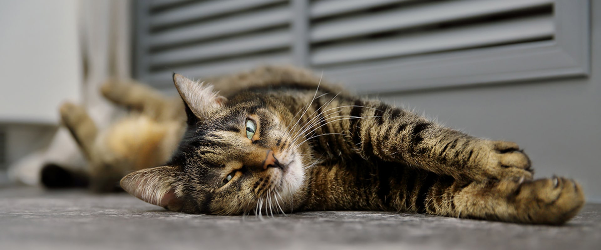Air Duct Sealing Services for Homes with Pets: What You Need to Know