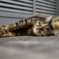 Air Duct Sealing Services for Homes with Pets: What You Need to Know